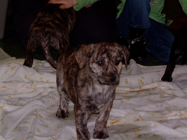 puppy.jpg